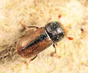 Trypodendron betulae - photo 3