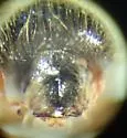 Trypodendron betulae - photo 4
