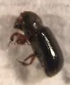 Trypodendron betulae - photo 5