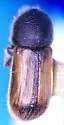 European Hardwood Ambrosia Beetle