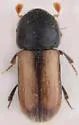 European Hardwood Ambrosia Beetle - photo 2