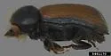 European Hardwood Ambrosia Beetle - photo 4