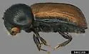European Hardwood Ambrosia Beetle - photo 5