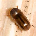 Striped Ambrosia Beetle