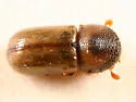 Striped Ambrosia Beetle - photo 2