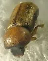 Striped Ambrosia Beetle - photo 4