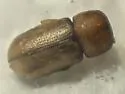 Striped Ambrosia Beetle - photo 5