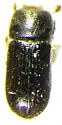 Poplar Ambrosia Beetle - Trypodendron retusum