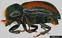 Poplar Ambrosia Beetle - photo 4