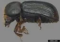 Trypodendron scabricolle - photo 2