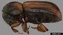 Trypodendron scabricolle - photo 4