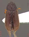 Trypophloeus nitidus - Trypophloeus nitidus