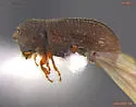 Trypophloeus nitidus - photo 2
