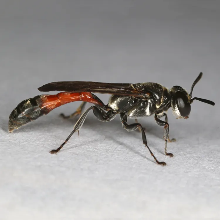 Trypoxylon californicum - photo 2