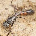 Trypoxylon carinatum - photo 2
