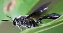 Trypoxylon clavatum