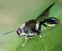 Trypoxylon clavatum - photo 2