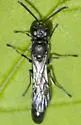 Trypoxylon frigidum - photo 2