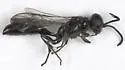Trypoxylon frigidum - photo 4