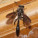 Trypoxylon lactitarse - photo 2