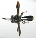 Trypoxylon lactitarse - photo 4