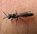 Trypoxylon pennsylvanicum