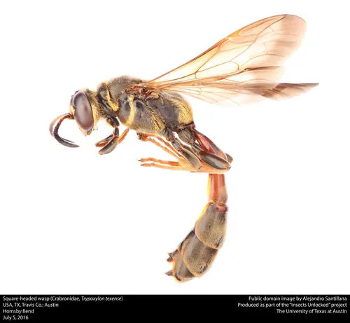 Trypoxylon texense