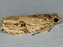 Tsinilla lineana - Hodges#2865 - Tsinilla lineana