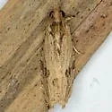 Tsinilla lineana - Hodges#2865 - photo 2