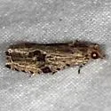 Tsinilla lineana - Hodges#2865 - photo 3