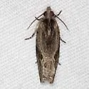 Tsinilla lineana - Hodges#2865 - photo 4