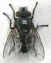 Tsugaea nox - Tsugaea nox