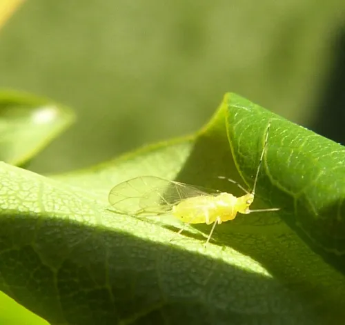 Tuberculatus annulatus