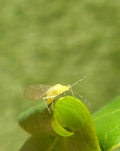 Tuberculatus annulatus - photo 3