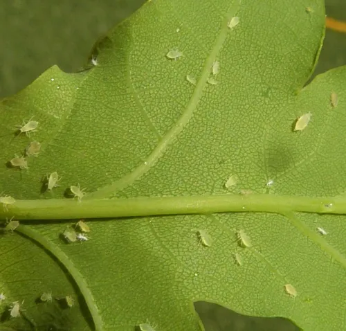 Tuberculatus annulatus - photo 4