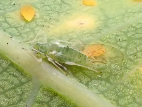 Tuberculatus borealis - photo 2