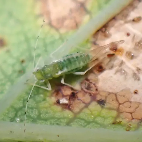 Tuberculatus borealis - photo 3
