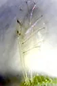 Tuberculatus pallidus - photo 4