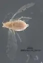 Tuberculatus pallidus - photo 5
