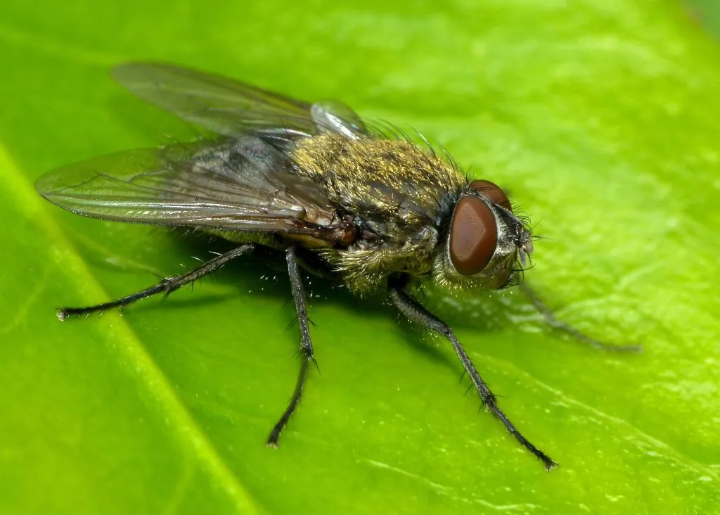 Tufted Clusterfly - photo 2