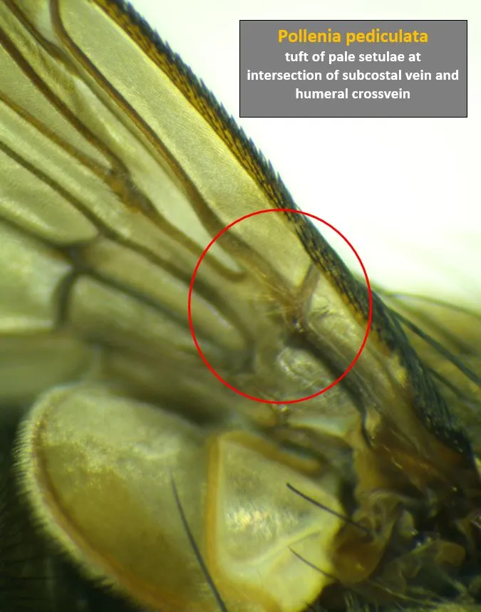 Tufted Clusterfly - photo 5