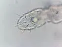 Tullbergia arctica