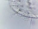 Tullbergia arctica - photo 2