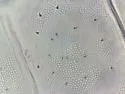Tullbergia arctica - photo 3