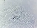 Tullbergia arctica - photo 4