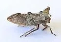 Tumecauda schaefferi