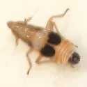 Tumidagena minuta