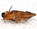Tumidagena propinqua