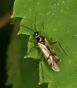 Tupiocoris agilis