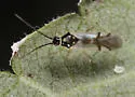 Tupiocoris agilis - photo 2